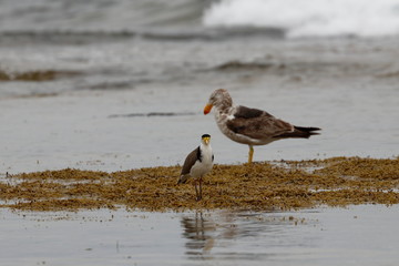 pacific gull