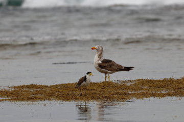 pacific gull