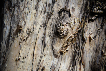 tree wood texture