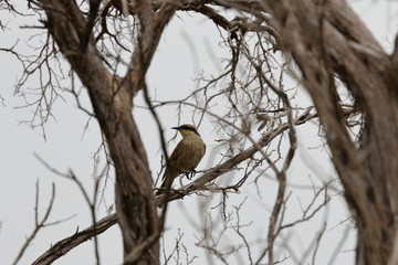 singing honeyeater