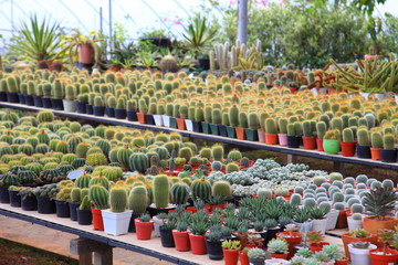 Shelve display of cactus and succulent in green house for dry loving plant garden
