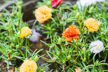 Little Hogweed colorful blooming in flower pot at garden