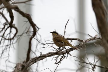 singing honeyeater