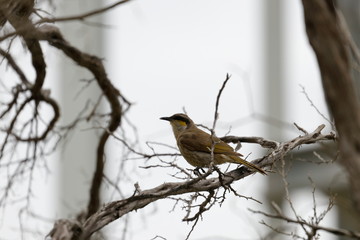 singing honeyeater