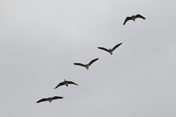 straw-necked ibis