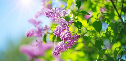 Lilac flowers blooming outdoors