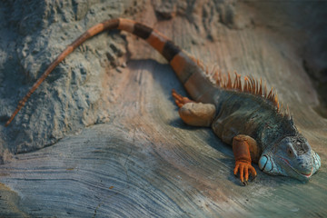 Colored Iguana iguana lizard lies on a gray stone