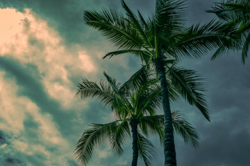 Fototapeta na wymiar Hawaii palms
