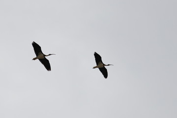 straw-necked ibis