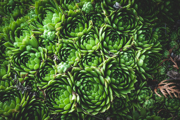 Fototapeta premium background of young green plants of succulents. Rejuvenated Sempervivum also known as the Stone Rose.
