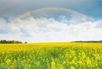 Fototapeta na wymiar Bright rainbow in the sky with clouds above the yellow rapeseed field