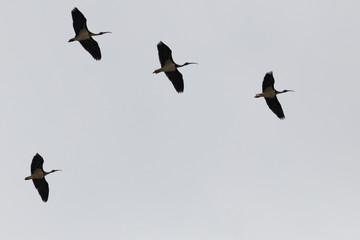 straw-necked ibis