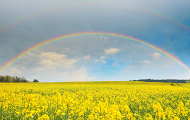 Fototapeta na wymiar Bright rainbow in the sky with clouds above the yellow rapeseed field