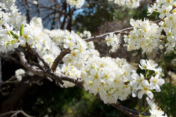 プラム（すもも）の花
