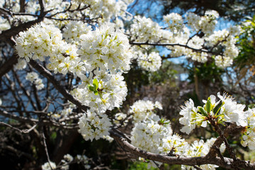 プラム（すもも）の花