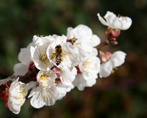 Honigbiene auf einem Zweig eines Aprikosenbaums (Marille)