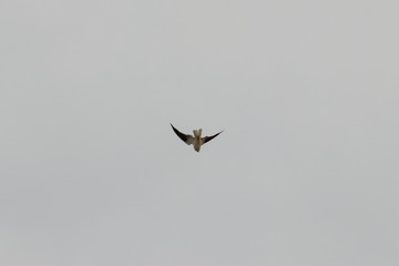 black shouldered kite