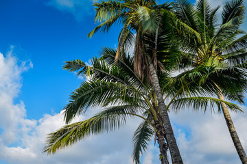 Fototapeta na wymiar Hawaii palms
