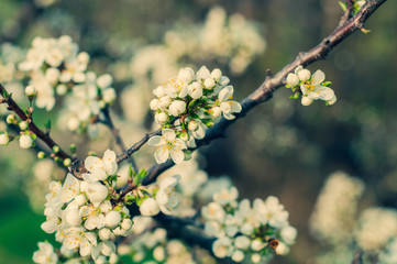 Flowering branch of apple tree on a background of grass and foliage close up