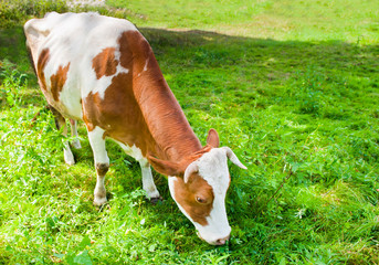 Brown with white cow grazing on the meadow in sunny day