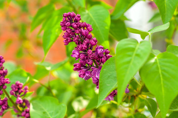 one bunch of lilac on a background of green leaves