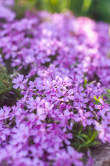 Obraz premium many small purple flowers buddleia with a close-up on a flowerbed