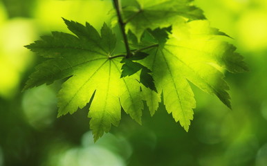 Fototapeta na wymiar 木洩れ日が射す新緑の楓の葉です