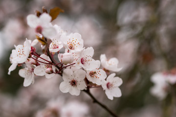 cherry tree blossom