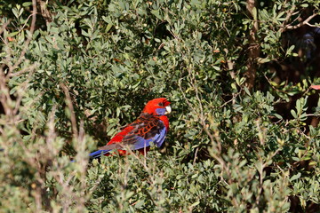 crimson rosella