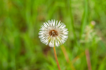 Fluffy white dandelion among green young grass on a blurred background