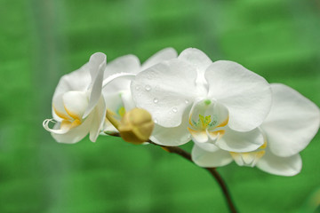 White spring natural background