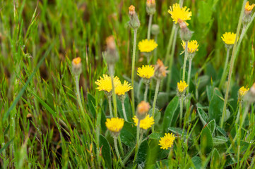 background of various green plants and tall wildflowers of yellow on the lawn