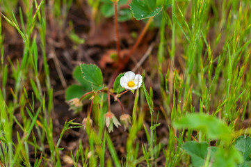 White-yellow strawberry flower with green leaves growing among the grass