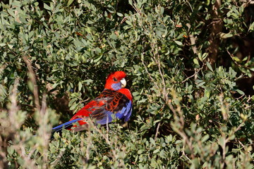 crimson rosella