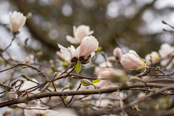 white flowers in spring