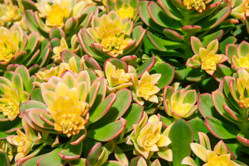 Green and yellow succulent - close up floral background texture