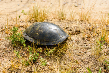 Obraz premium European pond turtle (Emys orbicularis) in the grass