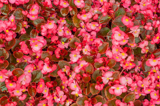 background of young flowers of red begonia closeup