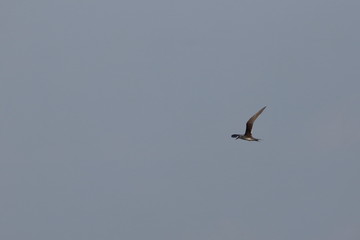 greater crested tern