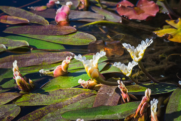 Aponogeton distachyos (waterblommetjie, water-floret, Cape-pondweed, water hawthorn, vleikos and...