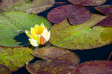 Water lily (Nymphaeaceae) flower blossoming in a pond