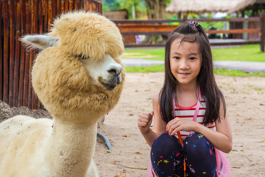 Asian littel girl taking a photo with alpaca in the park,child travel in the zoo to enjoy the alpaca in summer