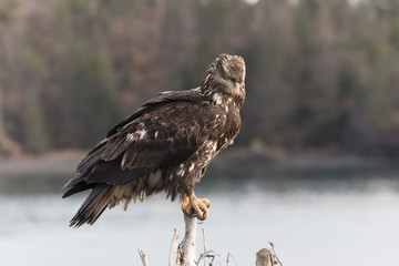 Juvenile North America Bald Eagle in Kachemak Bay, Alaska