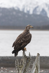 Juvenile North America Bald Eagle in Kachemak Bay, Alaska