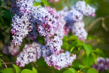 Branch of lilac blooming, purple flower in spring .