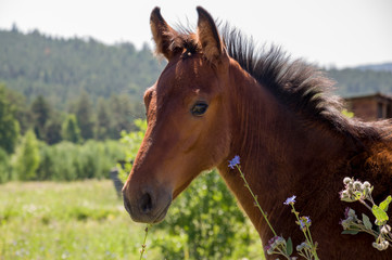 Brown horse is   walking and eating grass in the meadow with flowers and trees far away. Travelling