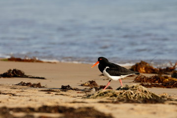 pied oystercatcher