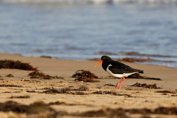 pied oystercatcher