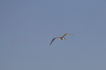 greater crested tern