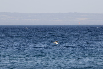 Obraz premium australasian gannet